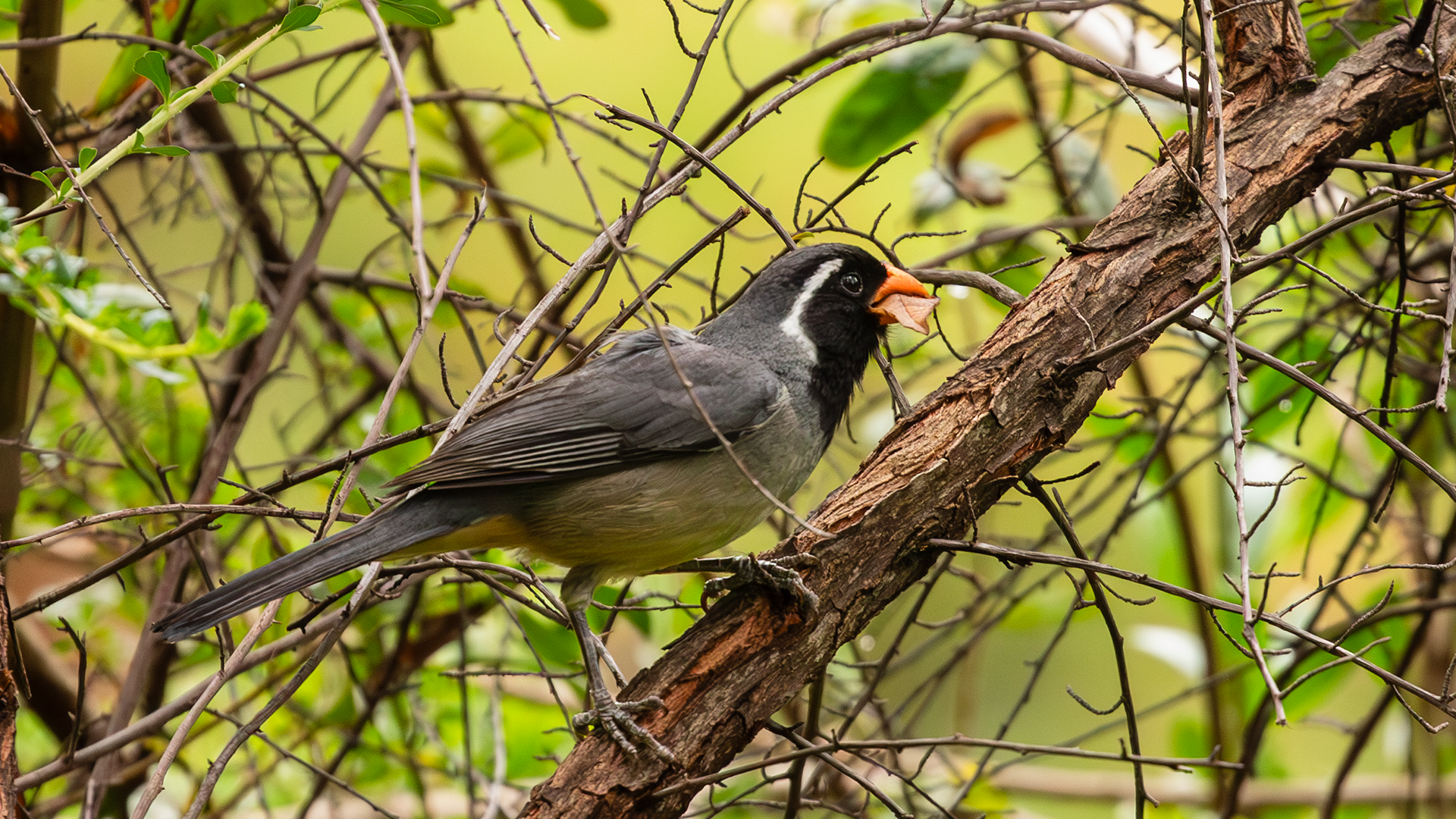 Golden-billed Saltator