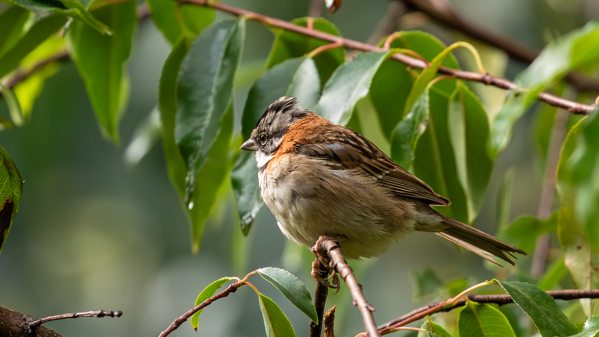 Rufous-collared Sparrow