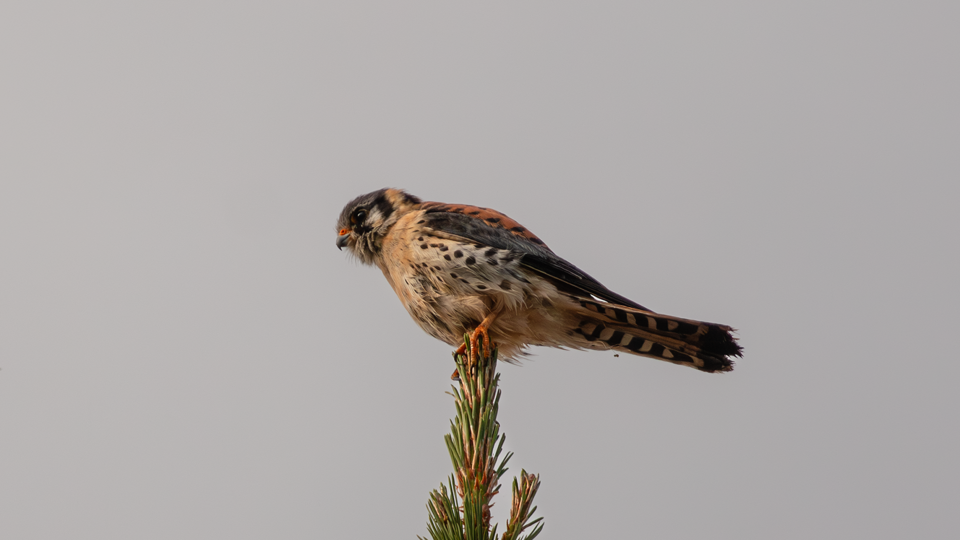 American Kestrel