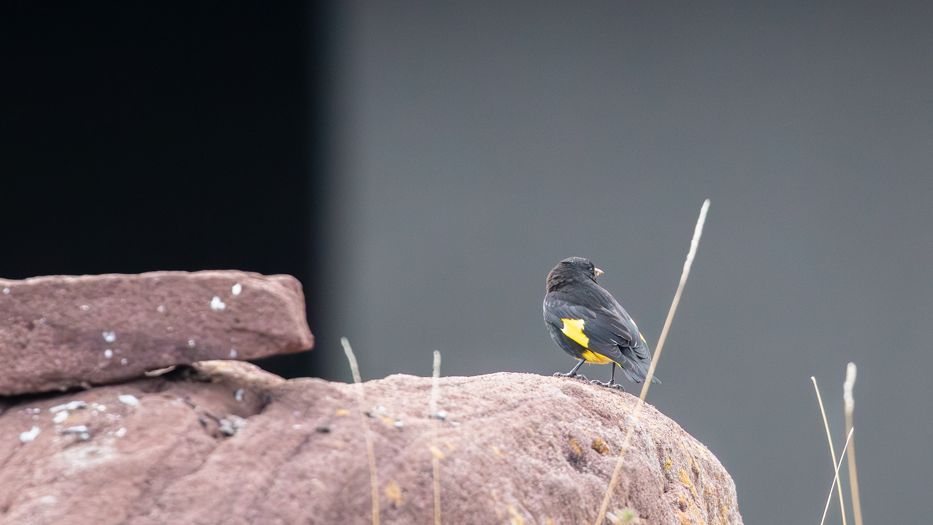 Black Siskin