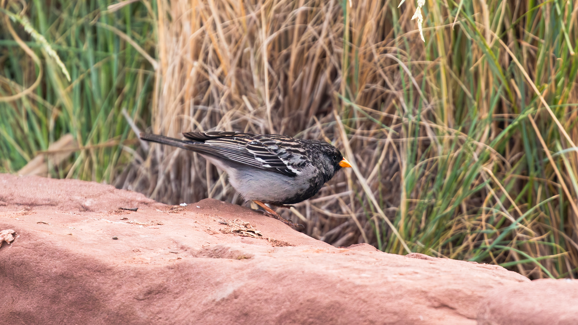 Mourning Sierra Finch