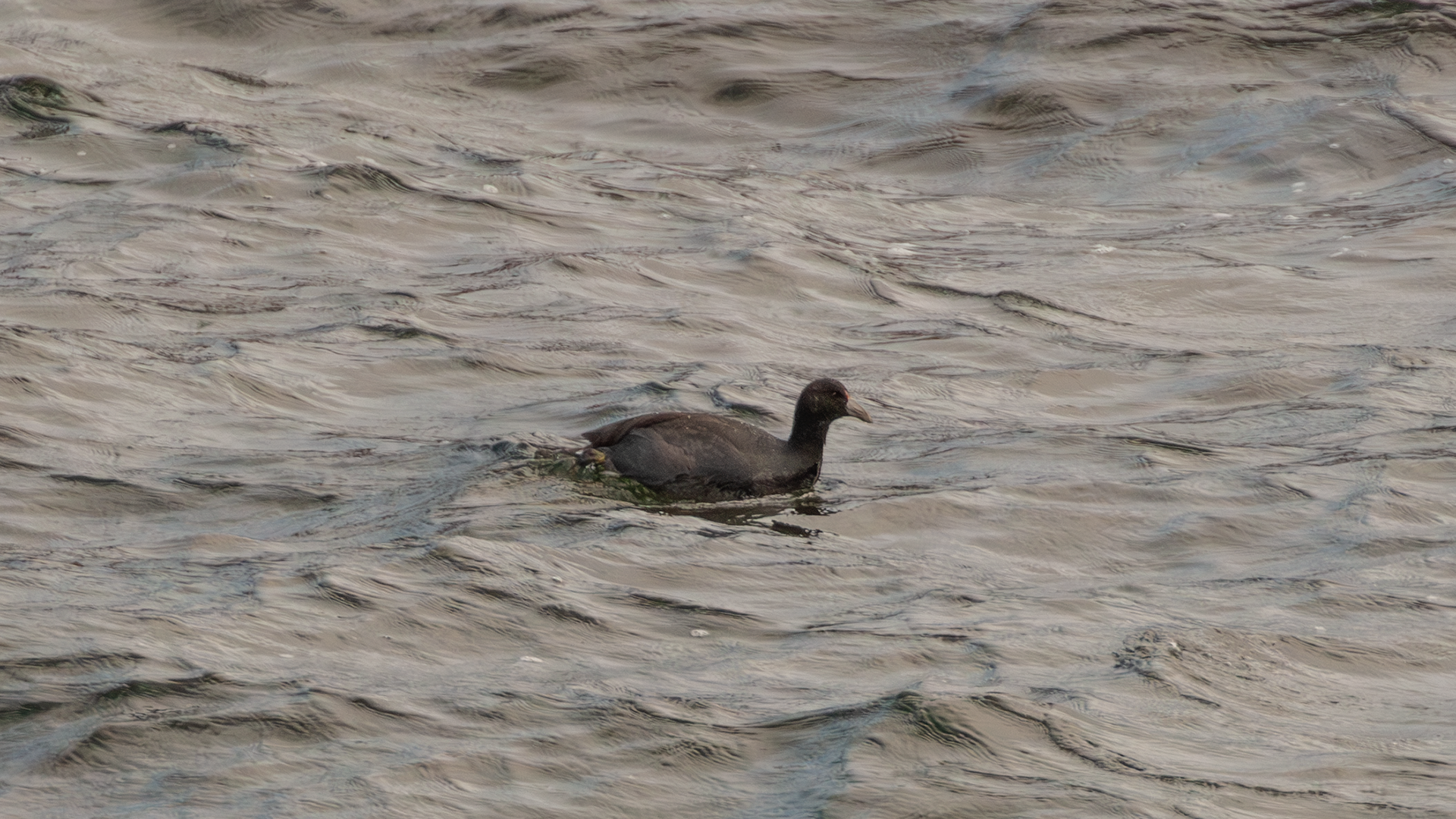 Slate-colored Coot