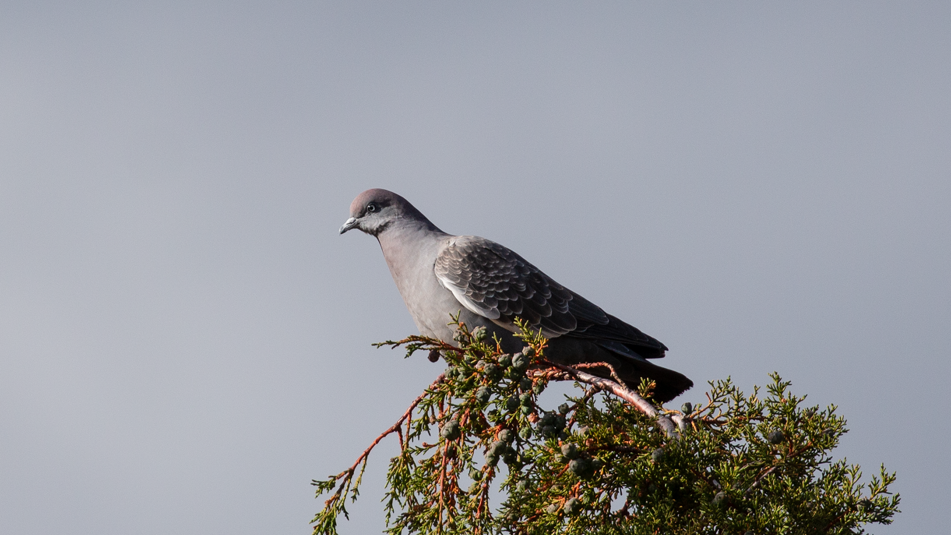 Spot-winged Pigeon