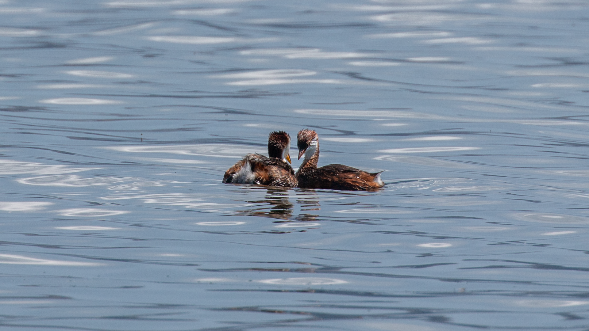 Titicaca Grebe