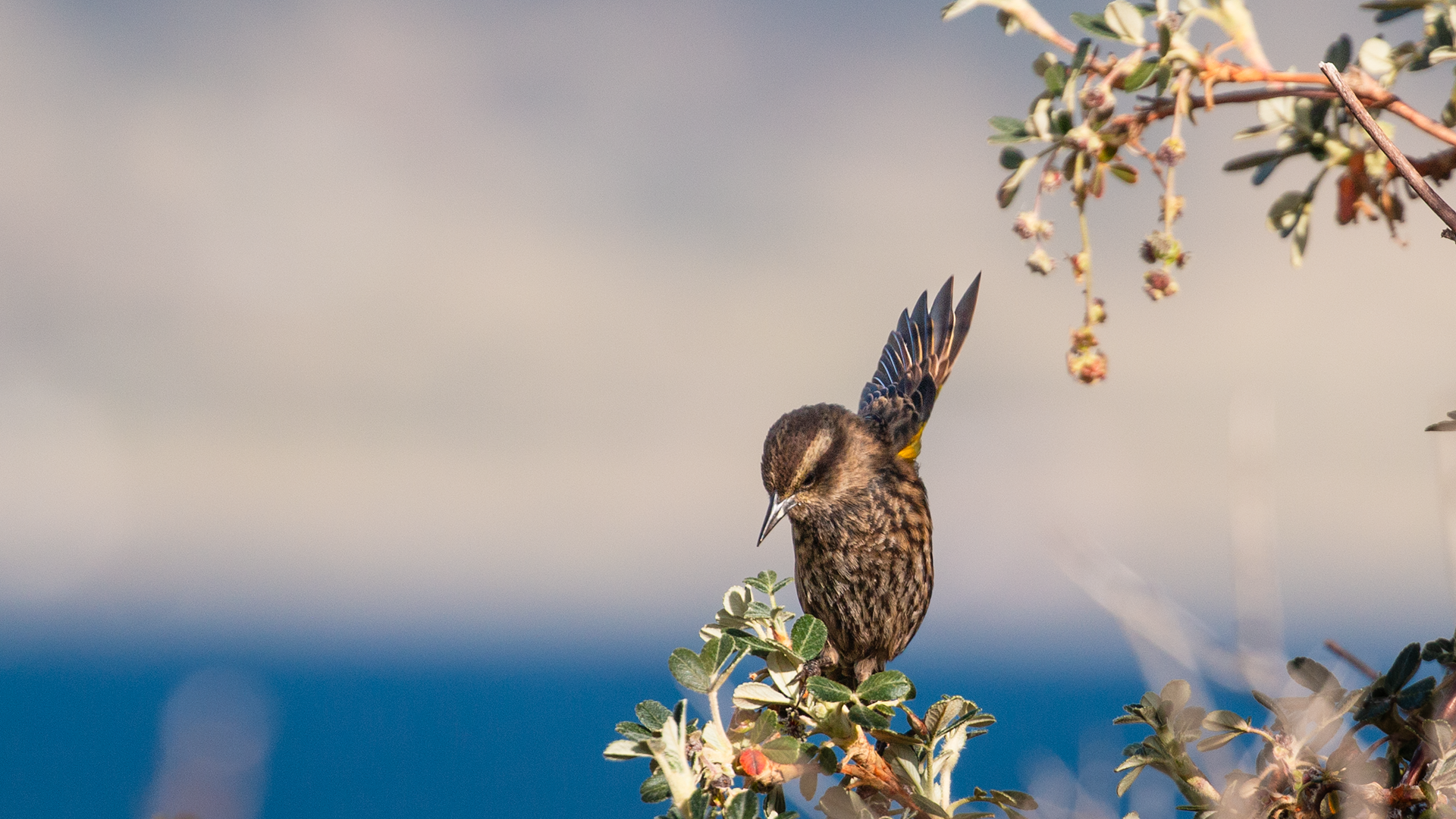Yellow-winged Blackbird