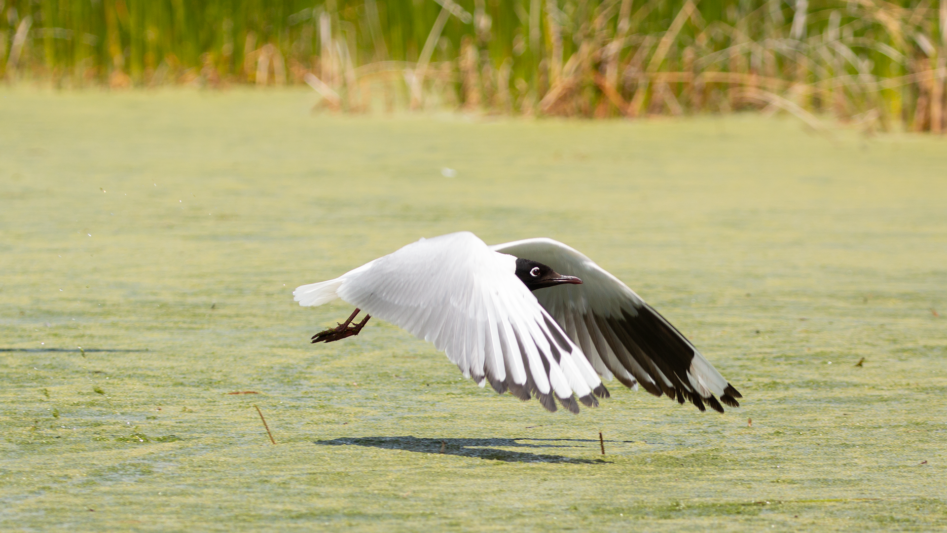 Andean Gull