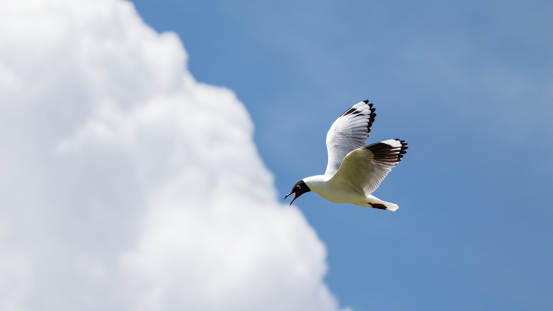 Andean Gull