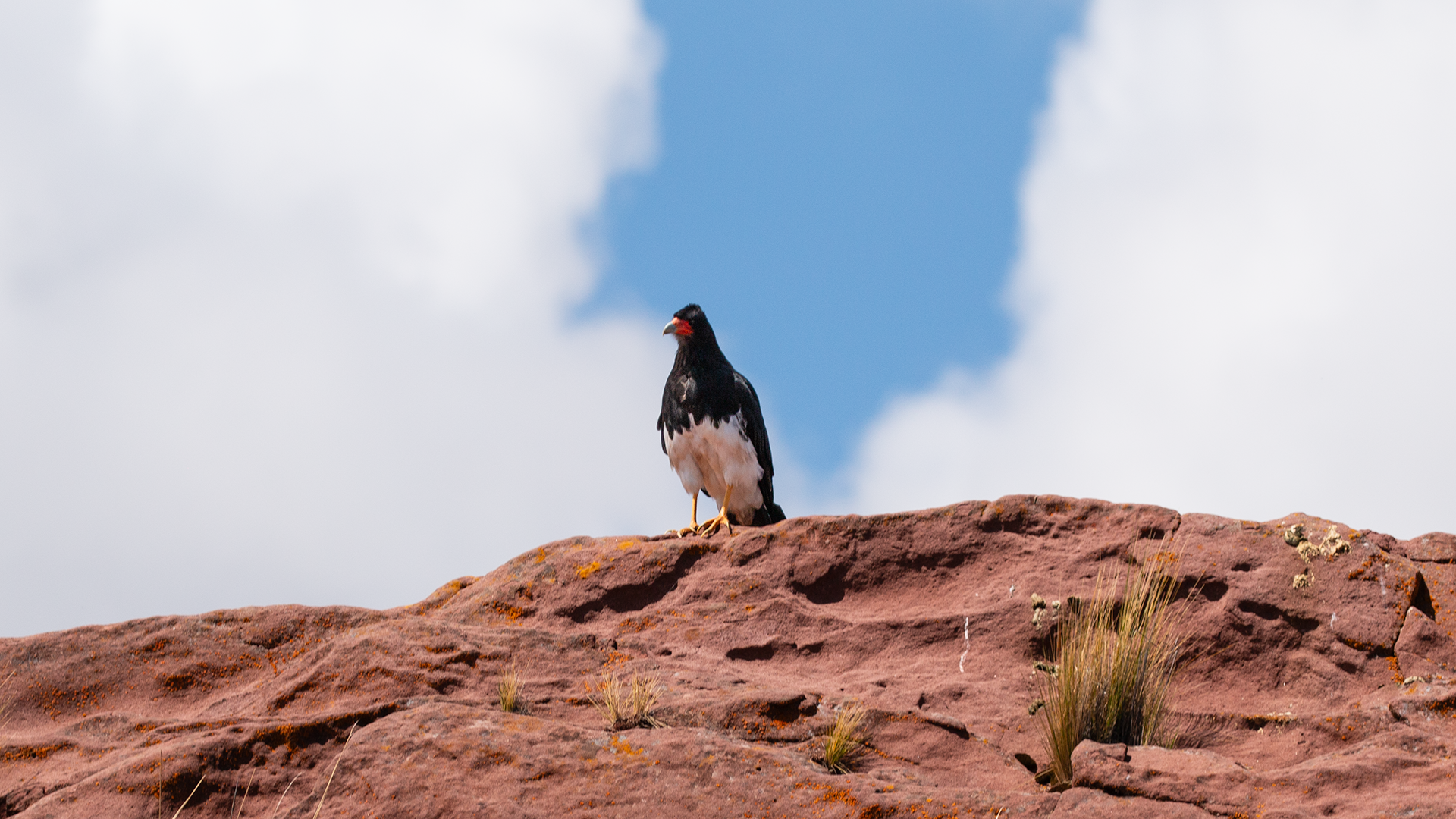 Mountain Caracara