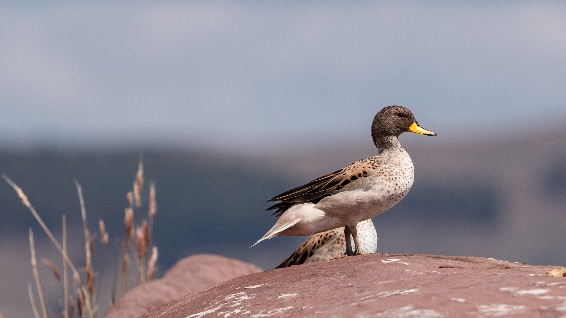 Yellow-billed Teal
