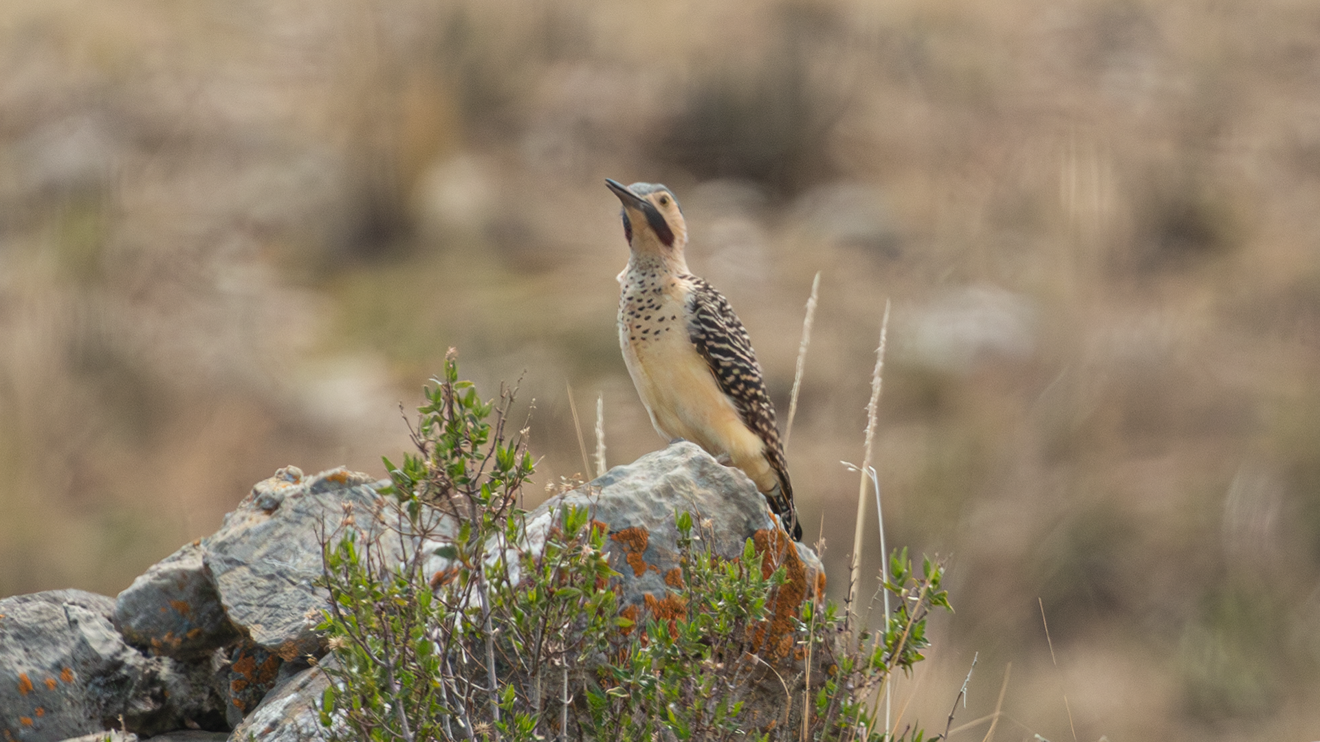Andean Flicker