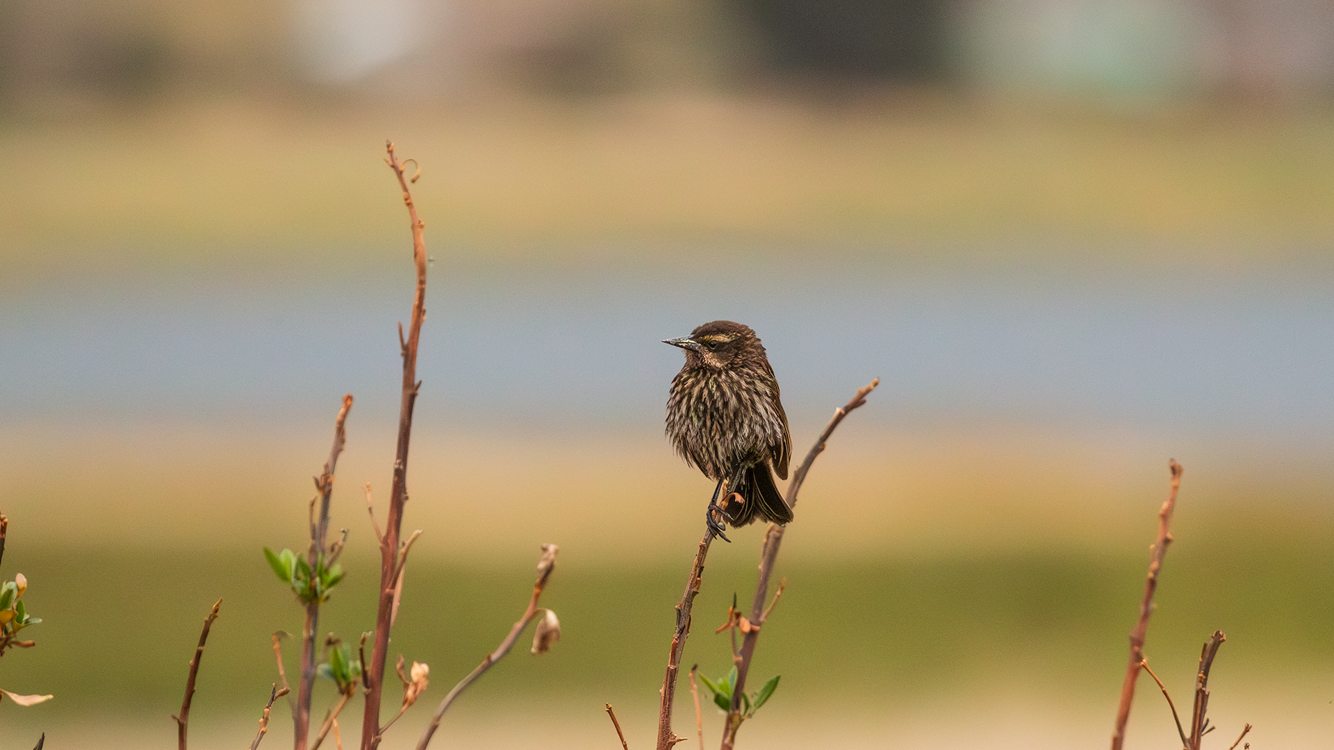 Yellow-winged Blackbird