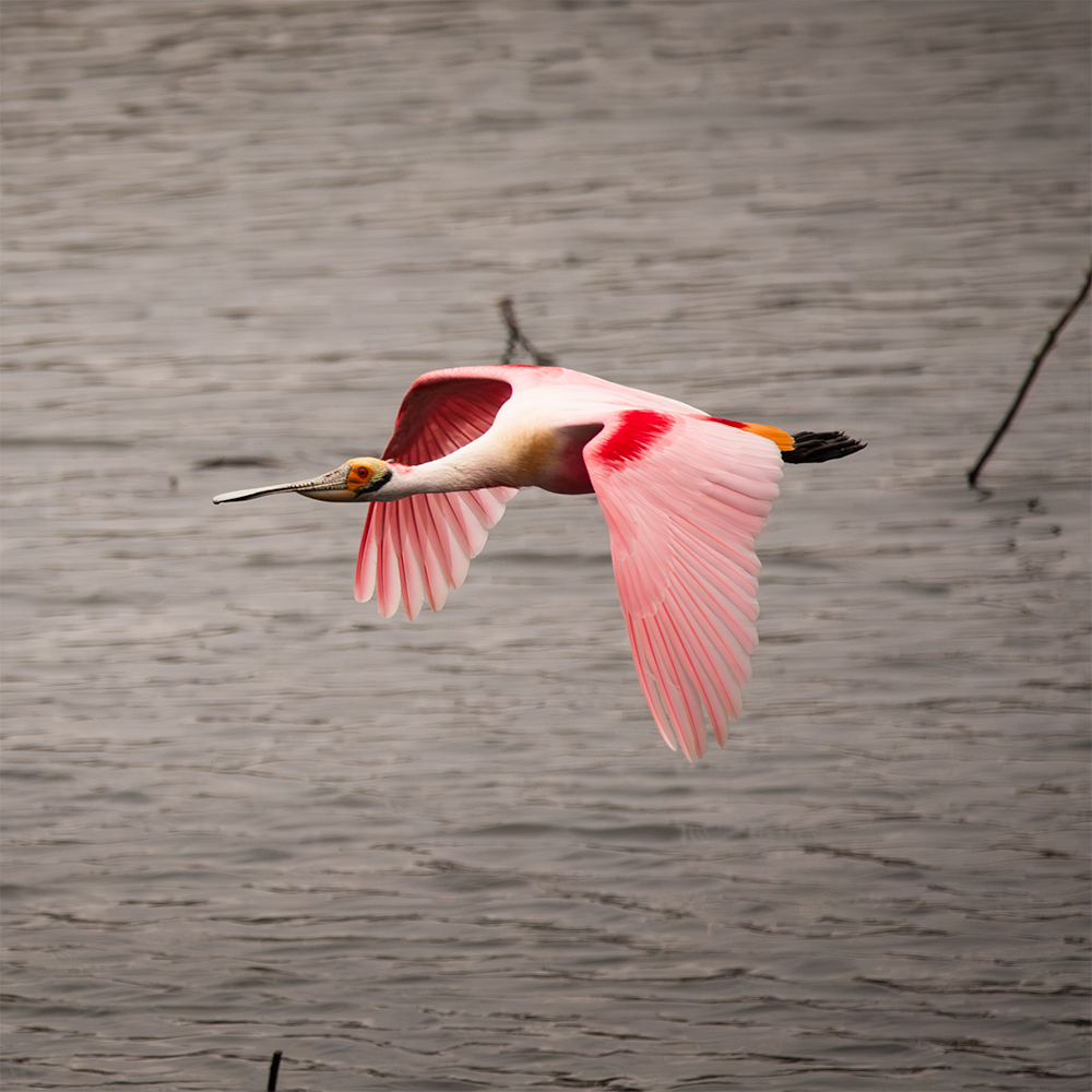 spoonbill