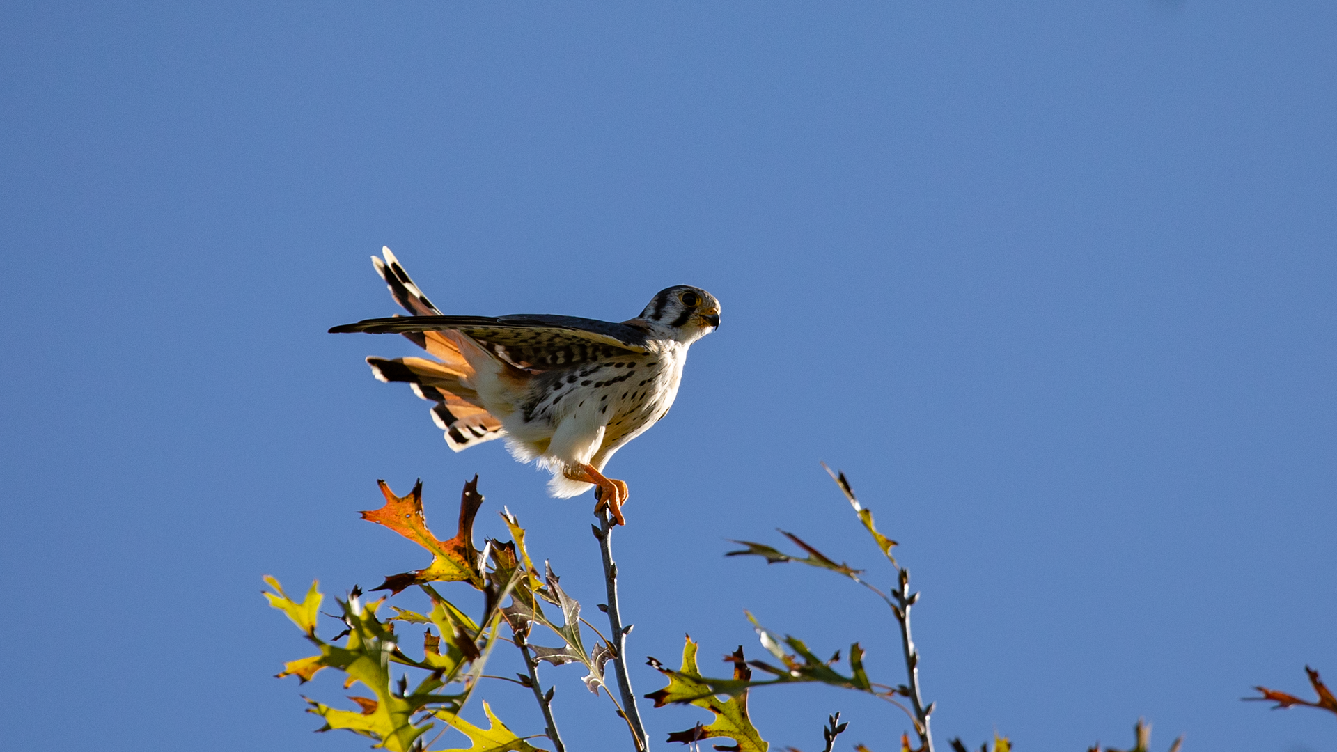American Kestrel