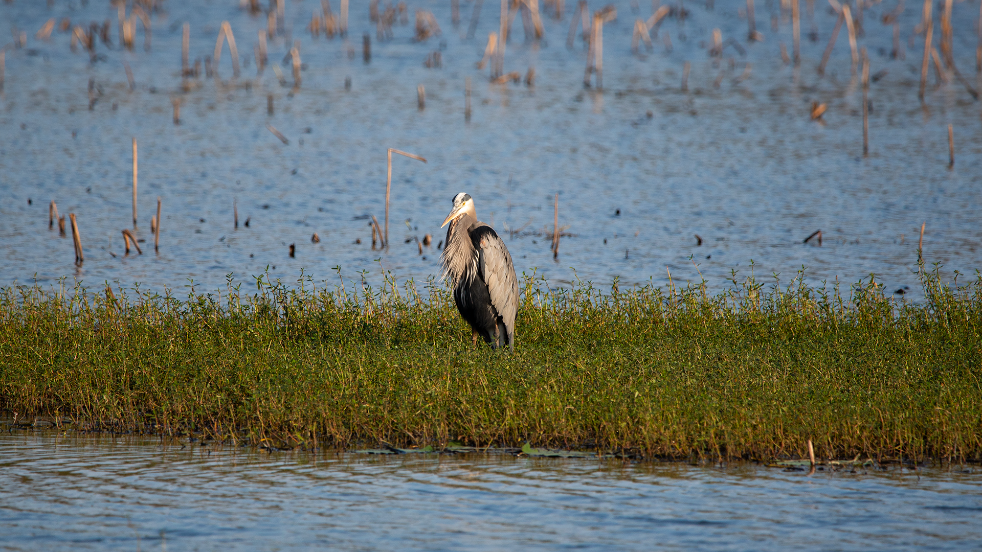 Great Blue Heron