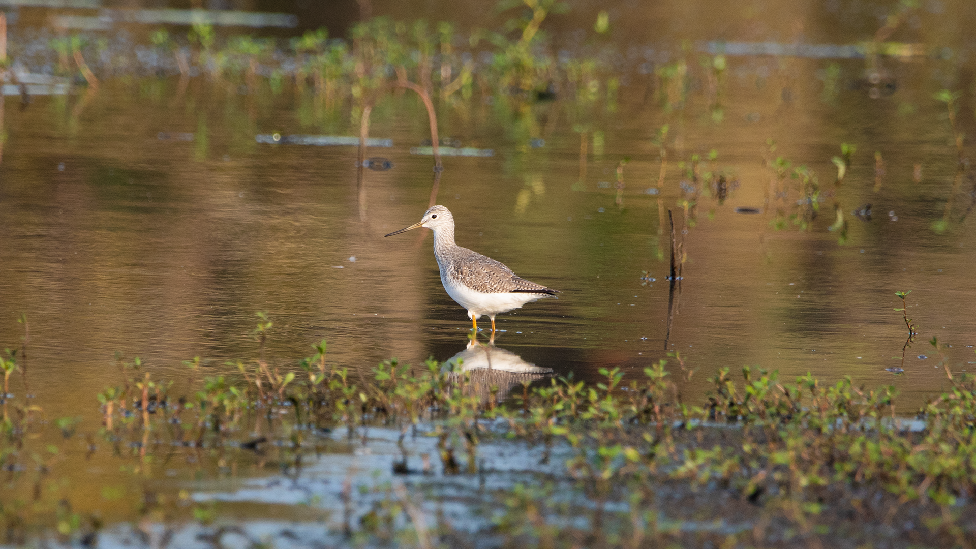 Greater Yellowlegs
