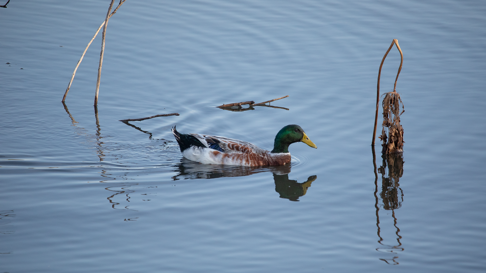 Mallard
