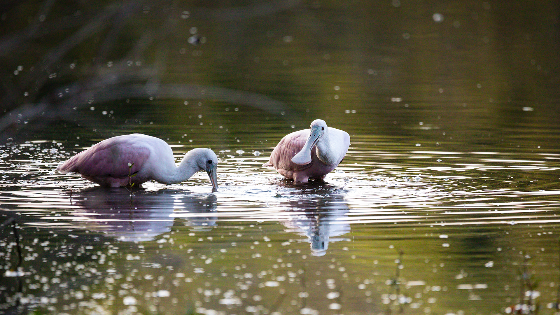 Roseate Spoonbill