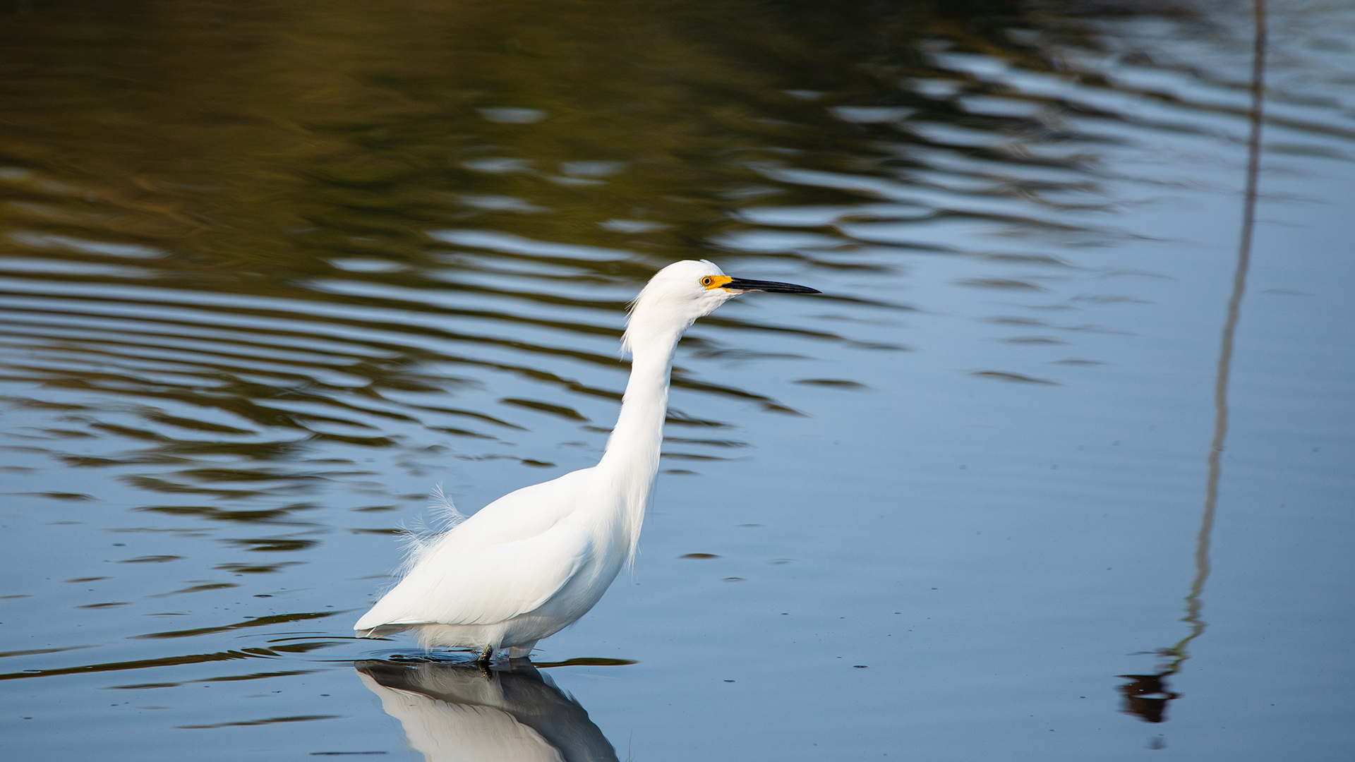 Snowy Egret