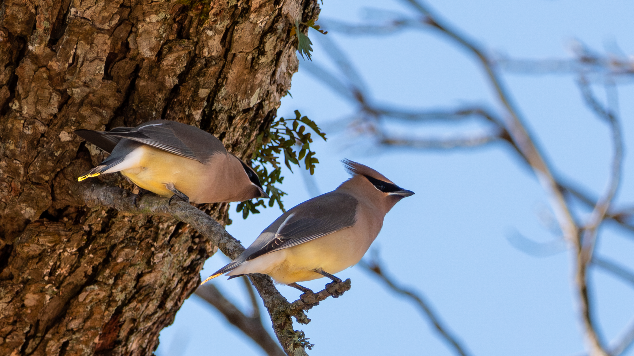 Cedar Waxwing