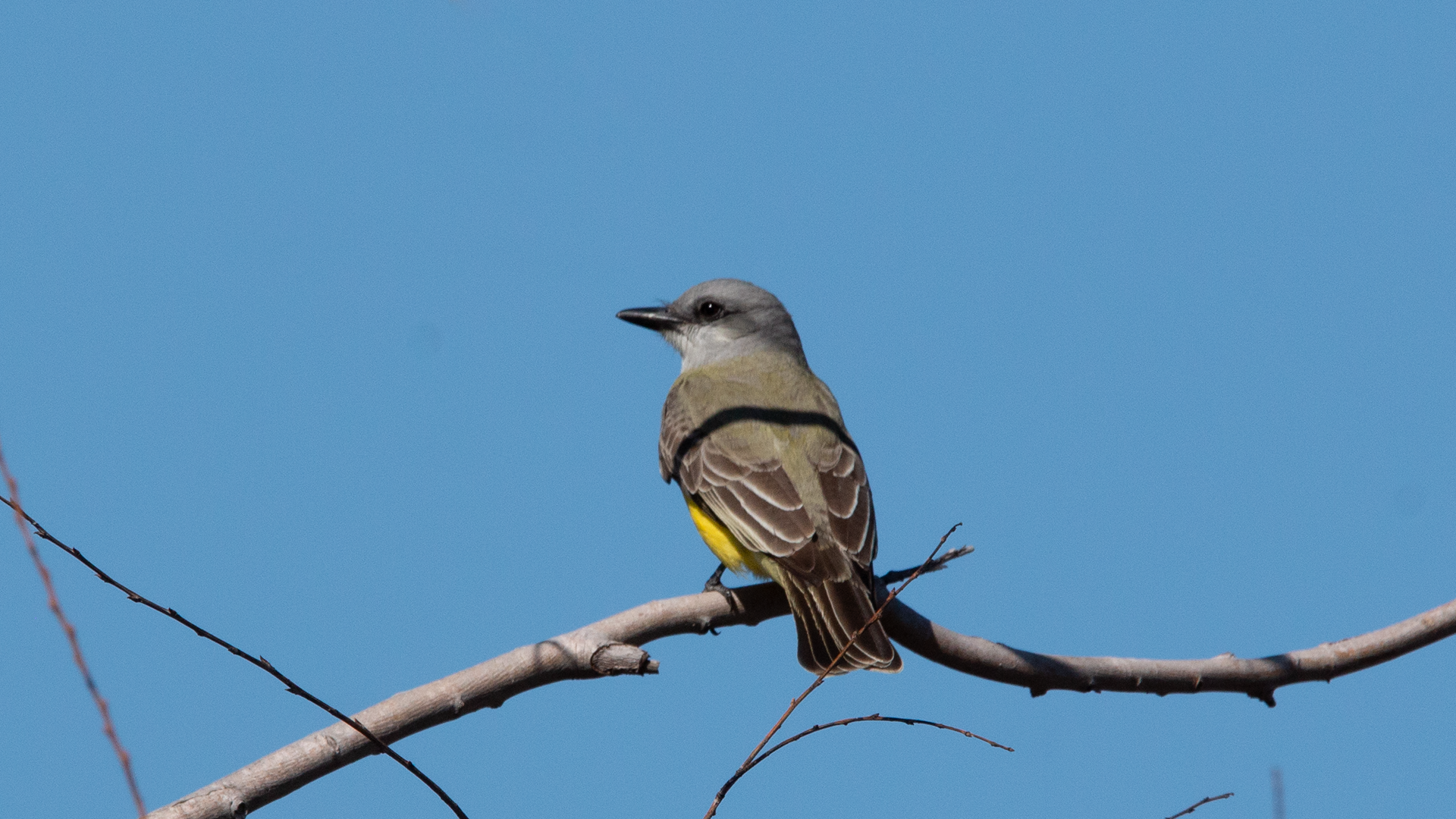 Tropical Kingbird