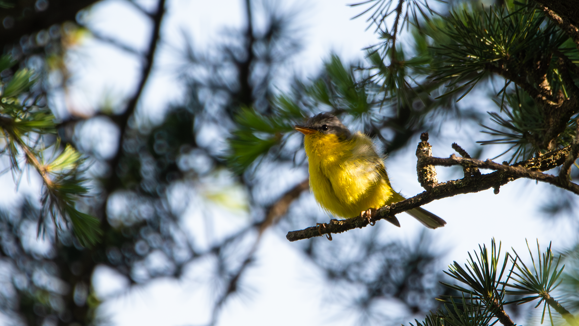 Gray-hooded Warbler