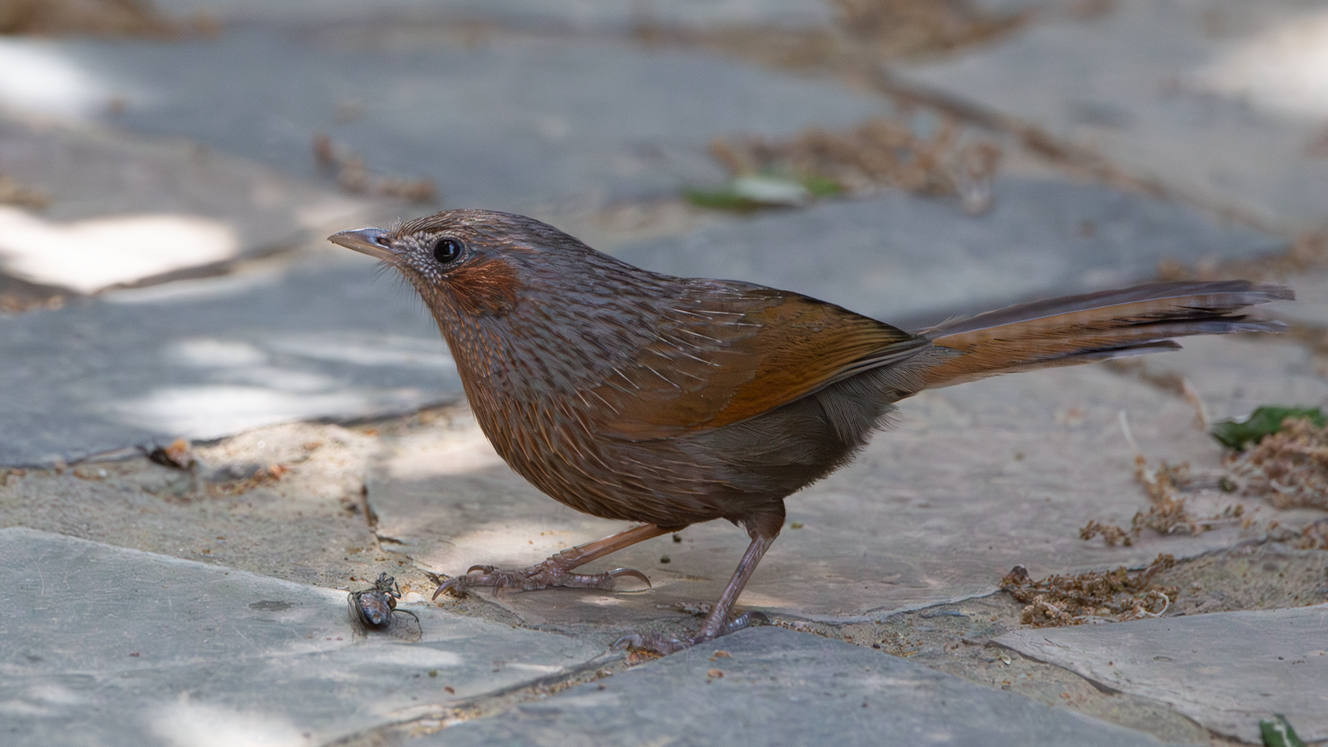 Streaked Laughingthrush