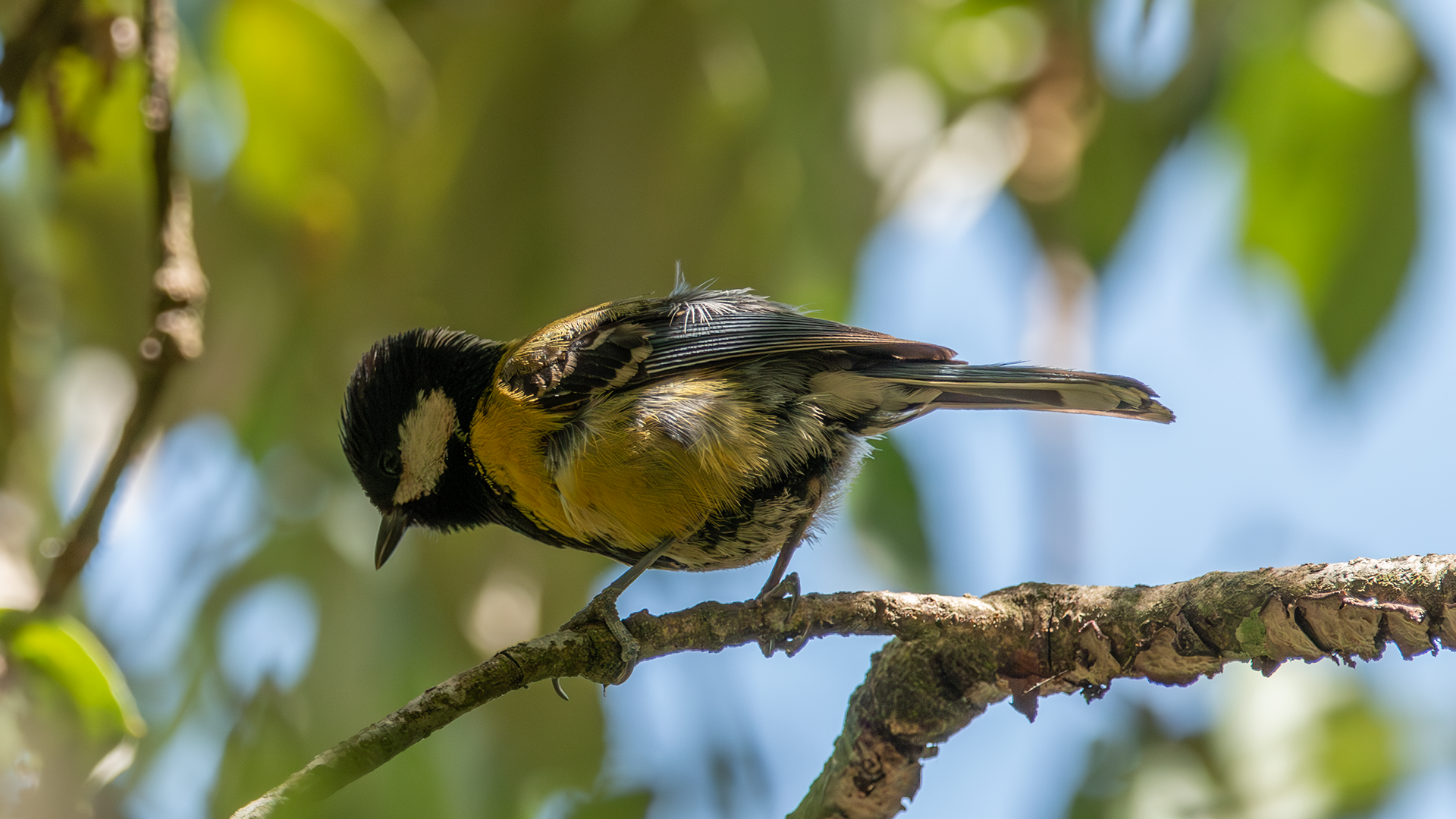 Green-backed Tit