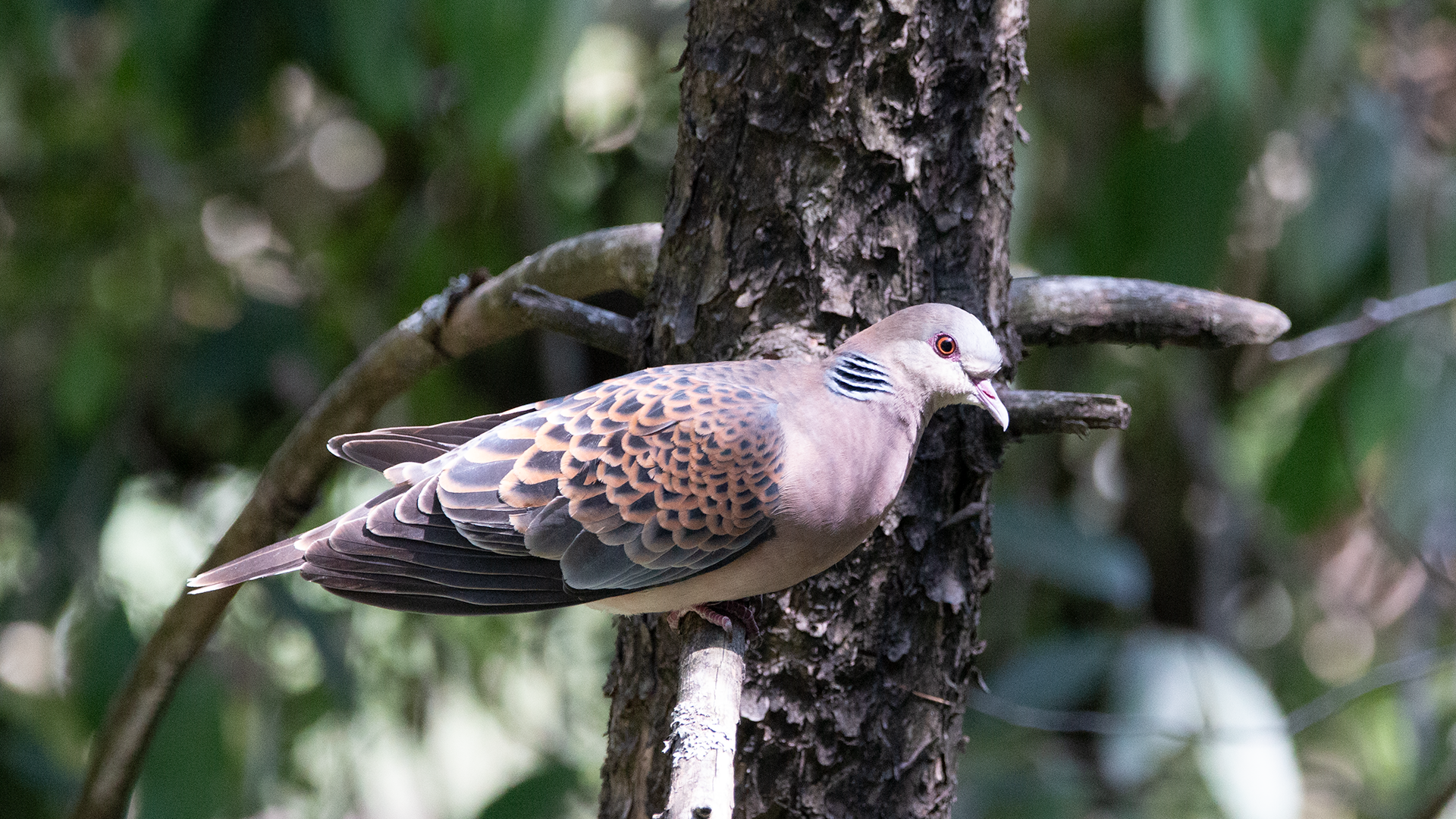 Oriental Turtle-Dove