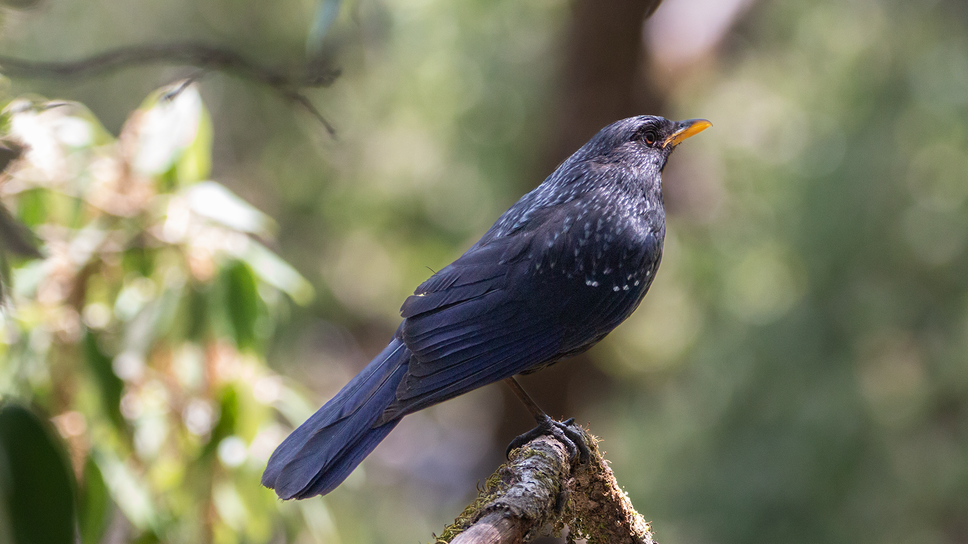 Blue Whistling-Thrush