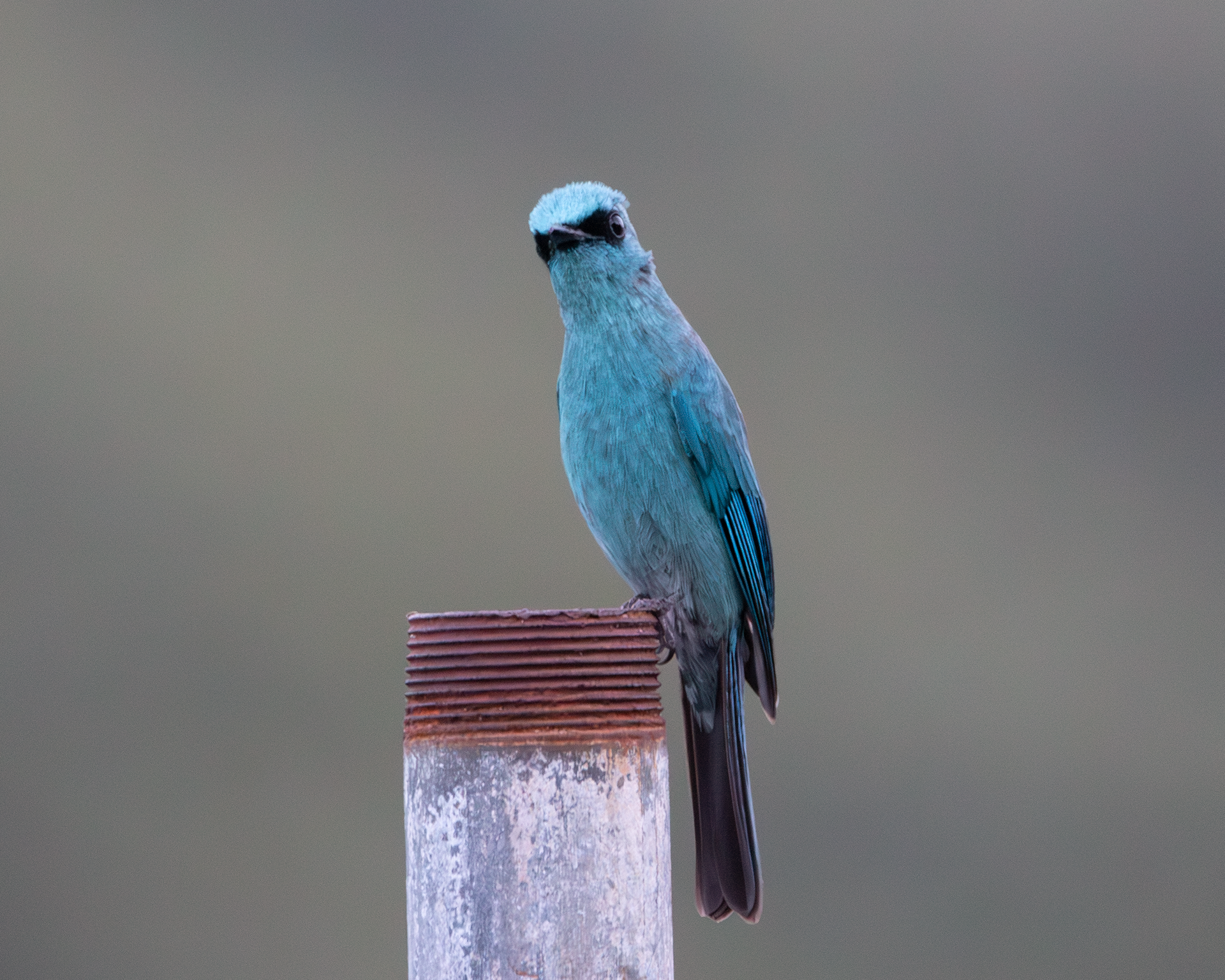 Verditer Flycatcher