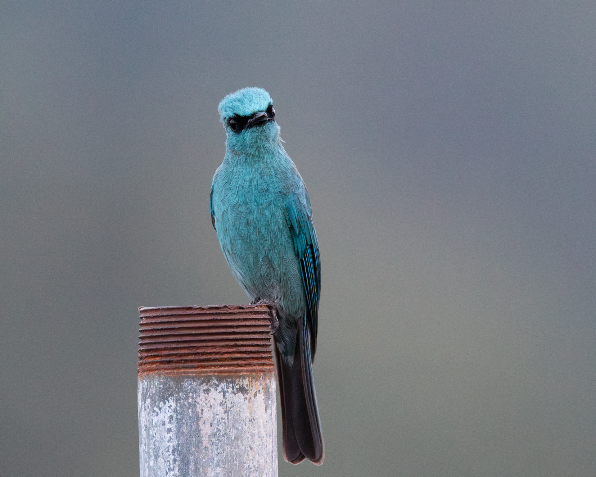 Verditer Flycatcher