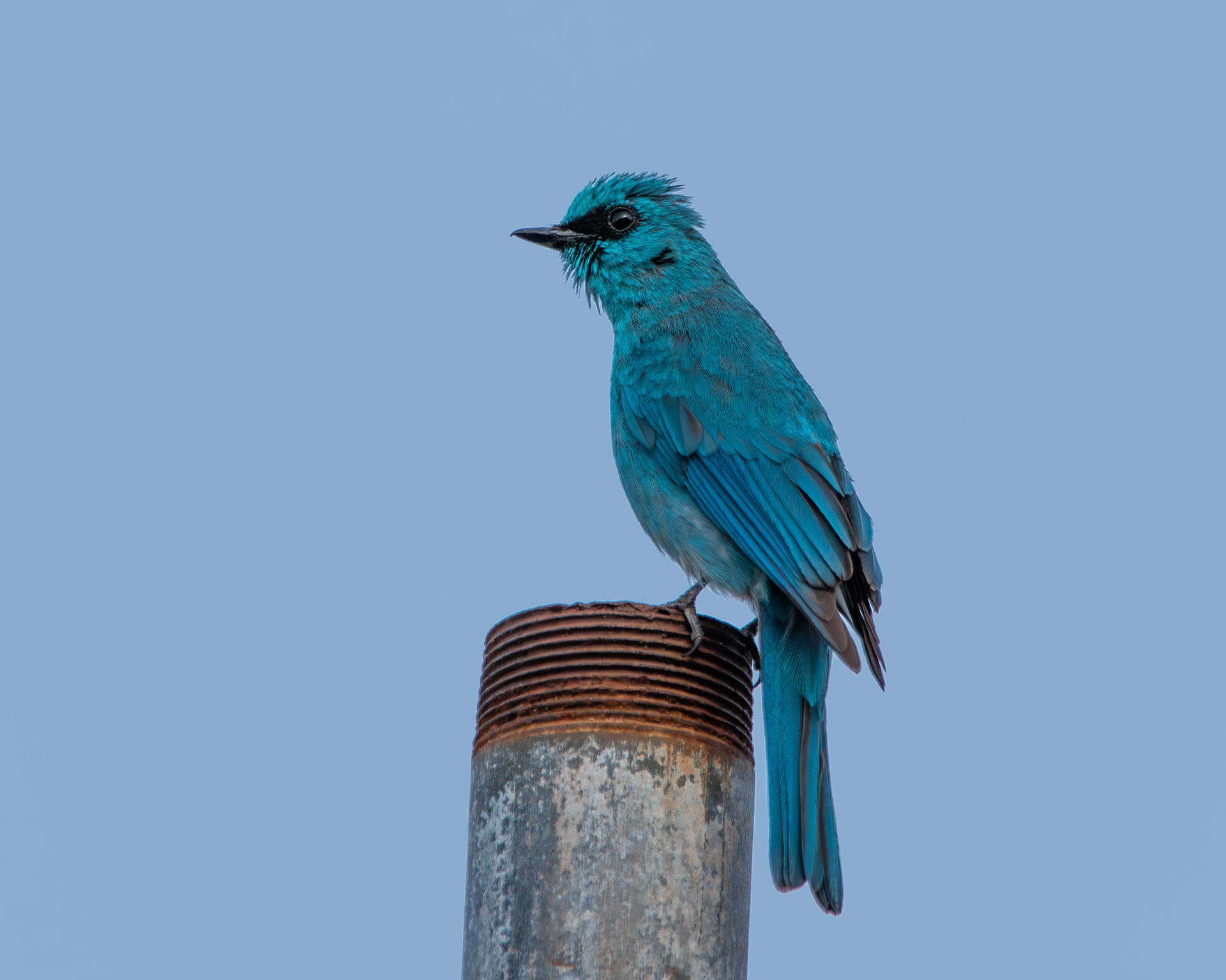 Verditer Flycatcher