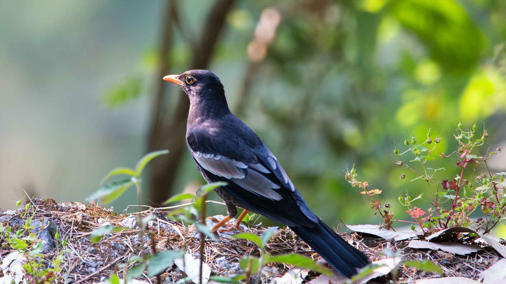 Gray-winged Blackbird