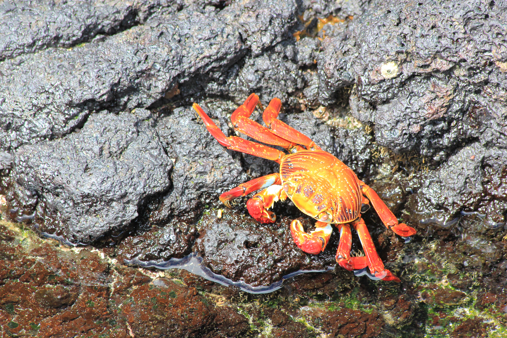 ecuador