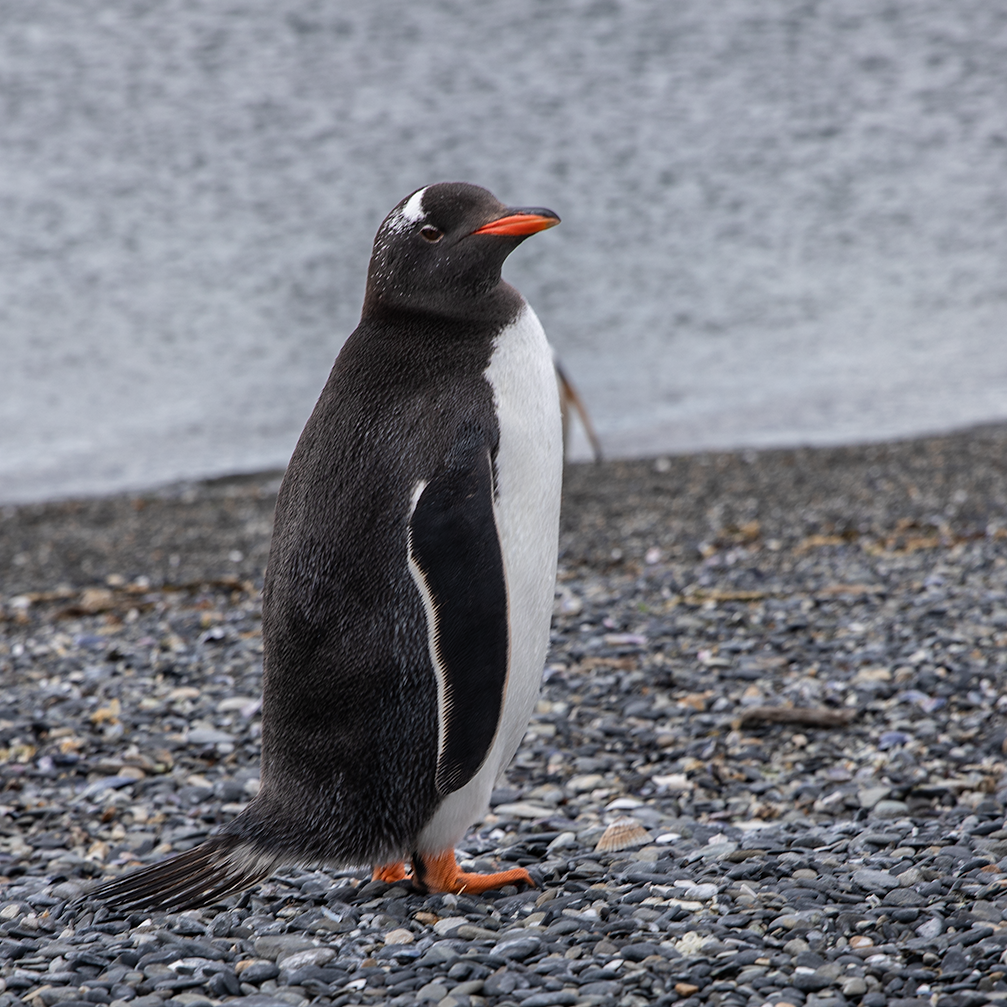 Penguin